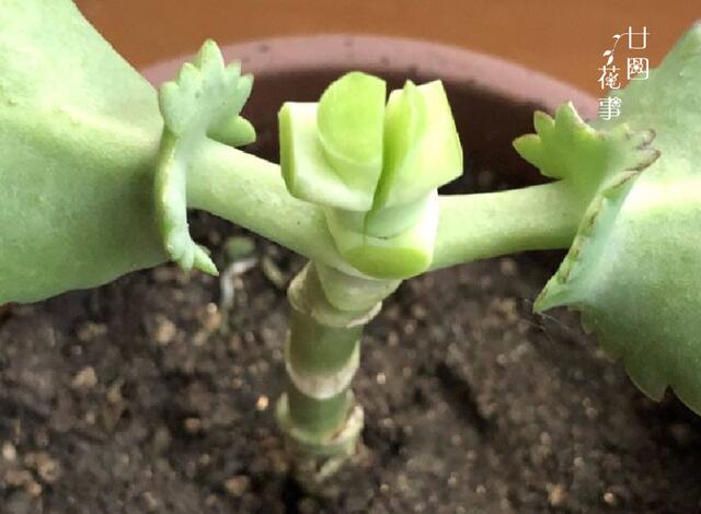 不死鸟嫁接长寿花不怕烂根好度夏变成不死长寿花