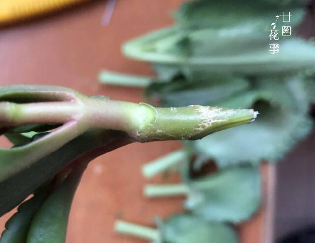 不死鸟嫁接长寿花不怕烂根好度夏变成不死长寿花