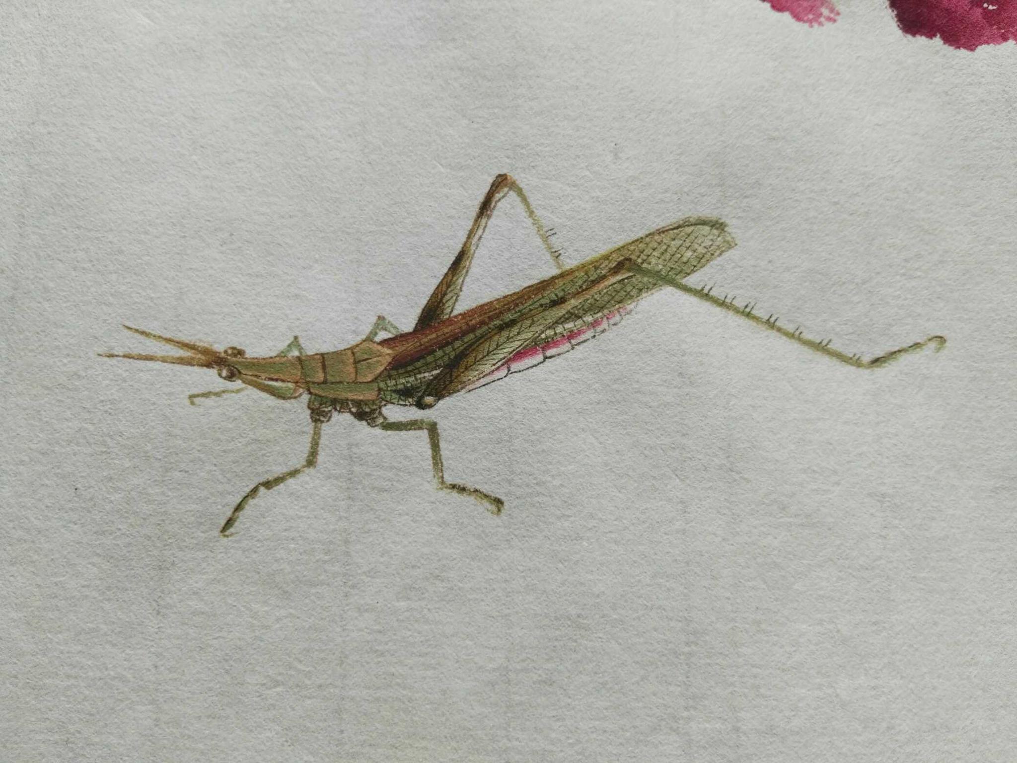 少白书画汤发周的齐白石画派的工笔草虫画笔意来自古今结合