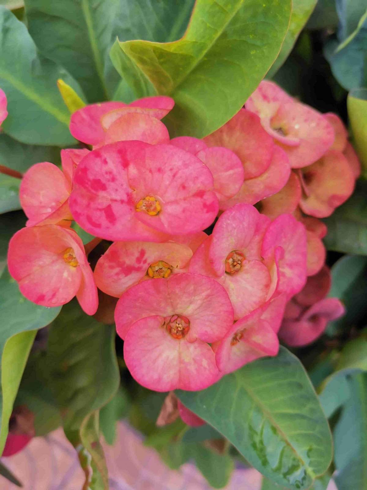 观赏佳品虎刺梅4招养好冬天也能开满盆