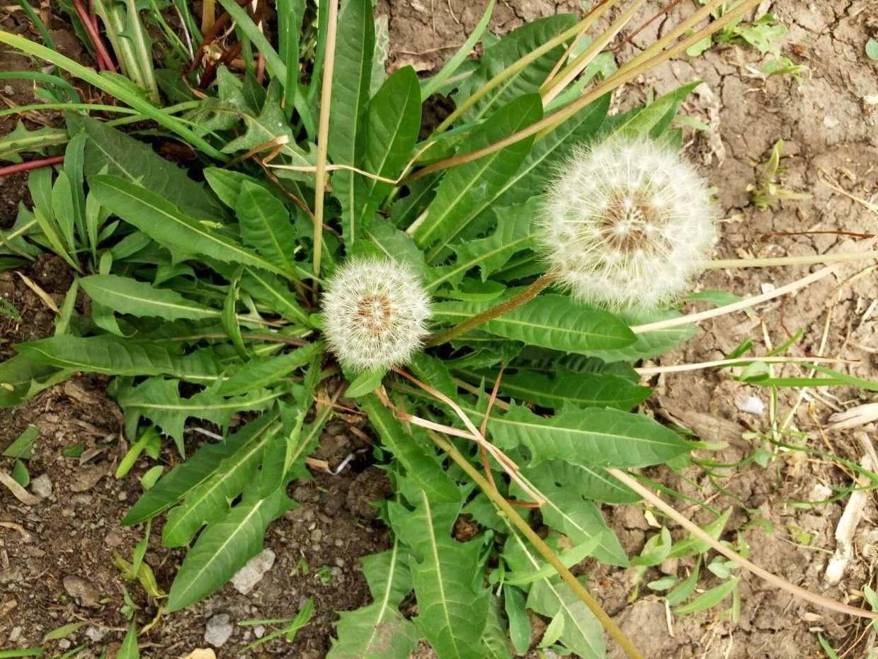5种乡村最常见的野草,很多人见过吃过,但名字却叫不出来