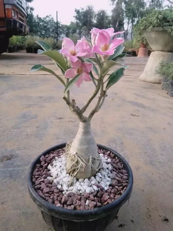 只要不干枯不腐烂,都不需要修剪,刚买回来的沙漠玫瑰可以先将它摆放在