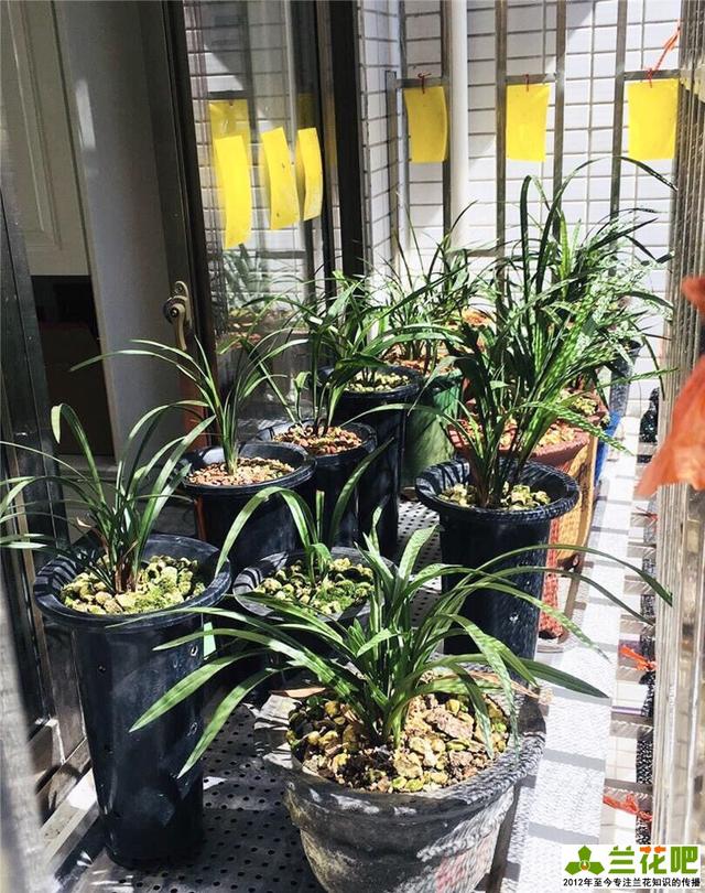 楼房阳台养兰花急不得要体会养兰乐趣总结自己的方法
