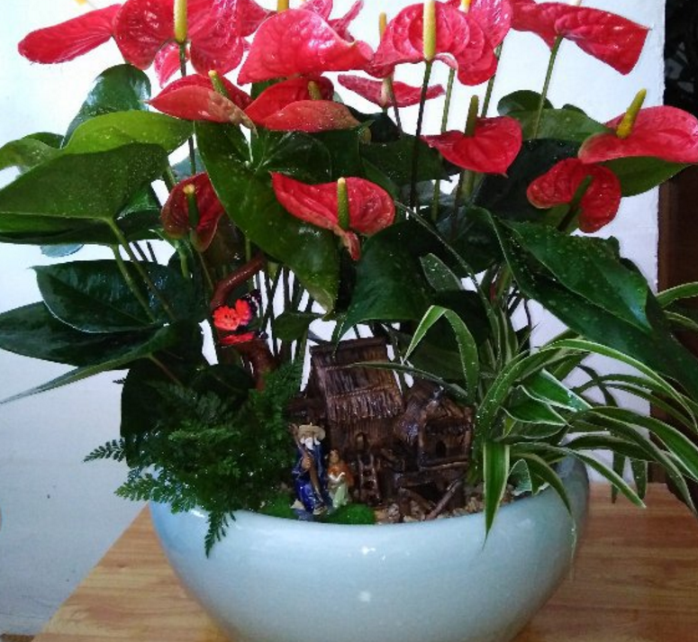 漂亮的花烛,红得像火,家里种一盆特喜庆!