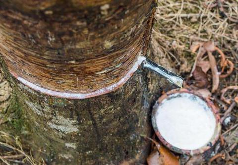 一种曾改变历史的植物，人类曾对它“如此疯狂”|橡胶_新浪新闻