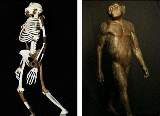 最后,人类的奔跑速度也因此变慢.