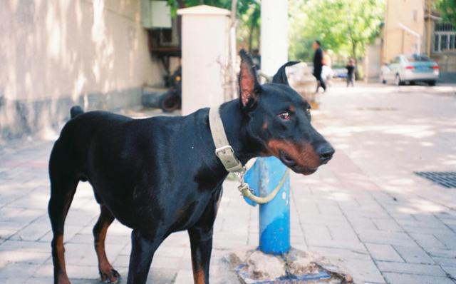 杜宾犬是来自德国的知名护卫犬,它是罗威纳,曼彻斯特,波瑟隆与灰狗等