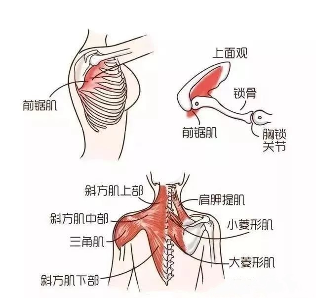 除去天生因素,最主要的原因在于肩胛骨周围肌肉失衡而导致,主要是由于