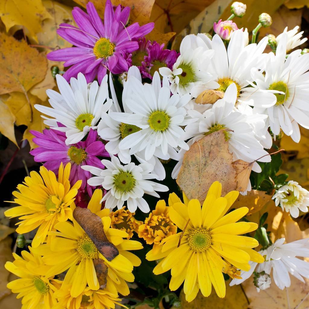 这3种花再不施肥就晚了,影响开花,秋季开花慢