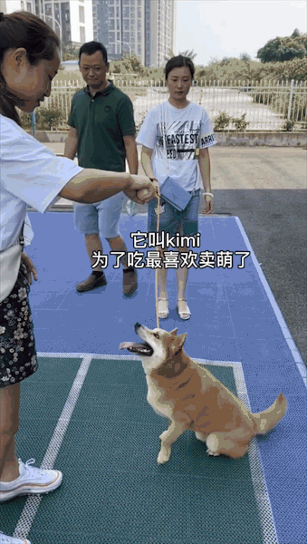 洪水中被救出的狗狗组团去看“救命恩人”，剧情好像不太对……休闲区蓝鸢梦想 - Www.slyday.coM