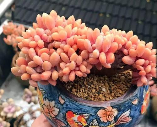 5种多肉美人,养护简单颜值高,适合新手