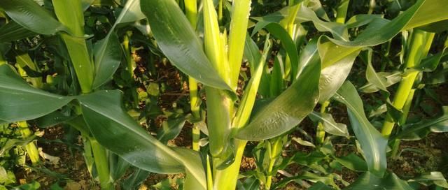 可能是这个原因造成的,农民朋友要知道|玉米|植株|产量_新浪新闻