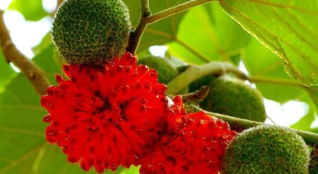 手上是鸡皮肤会长红色点吗(手上长了类似鸡眼,但是有红色点)