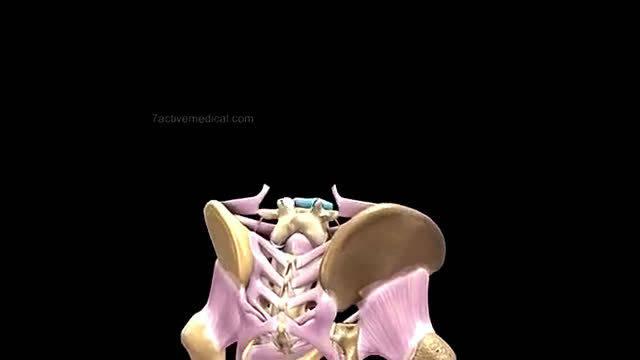 人体骨架一共有206块骨头,那么它们是如何组合在一起的呢?