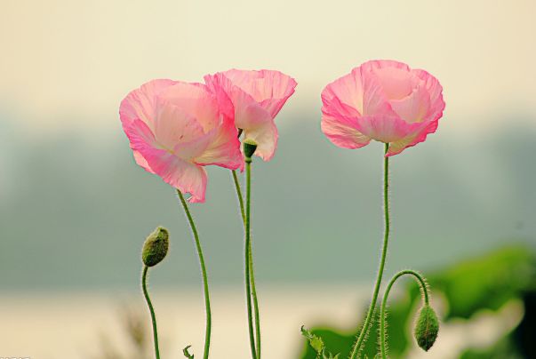 越老越有 金運 的4個生肖 尤其是有了孫子後 財運好到爆 互動頭條