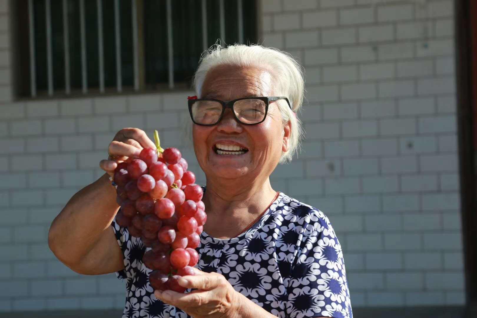 陕西合阳县葡萄喜丰收农民笑开颜
