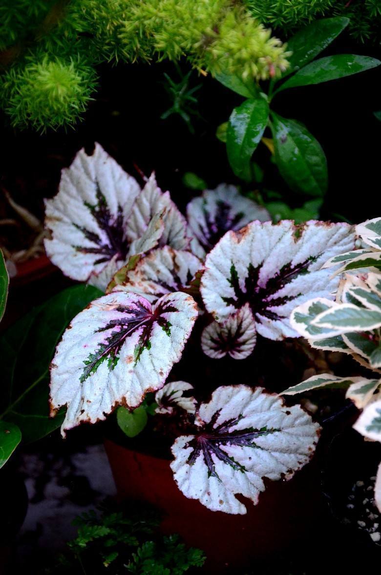 蟆叶秋海棠不能随便碰叶子但叶子特殊招人喜欢生长有什么忌讳