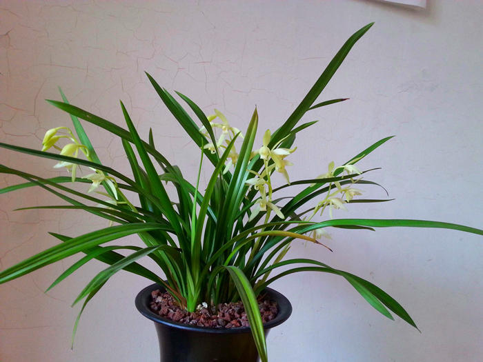 兰花娇气不好养那就养这3种皮实好养价值便宜