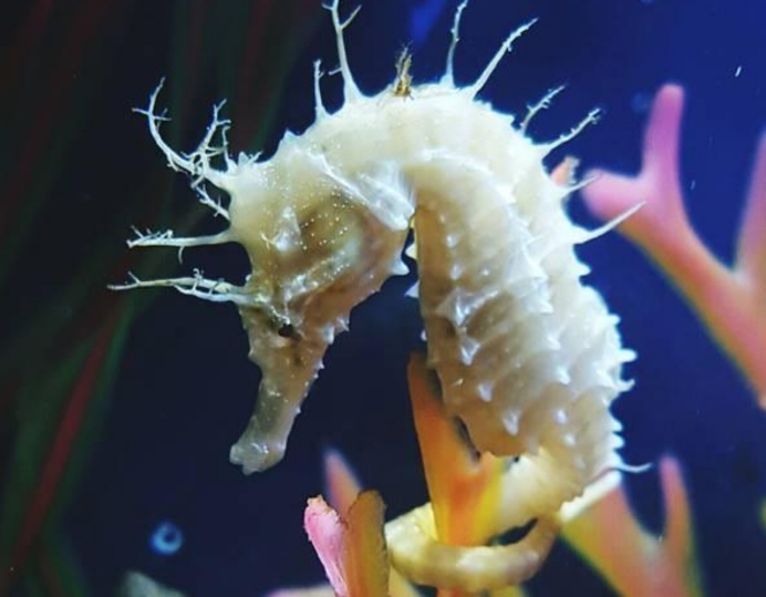 未来男性也能怀孕?通过研究海马,科学家找到让男人怀孕的方法