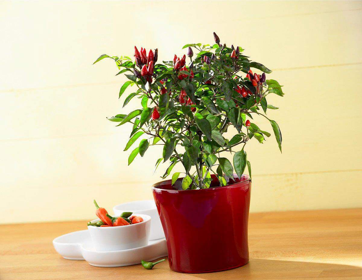 盆里种了小辣椒,做好这几点,坐果率真不错,想吃自己摘