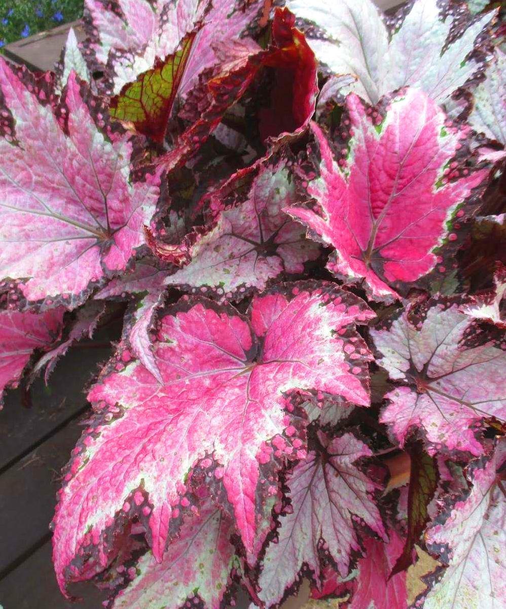 蟆叶秋海棠不能随便碰叶子但叶子特殊招人喜欢生长有什么忌讳