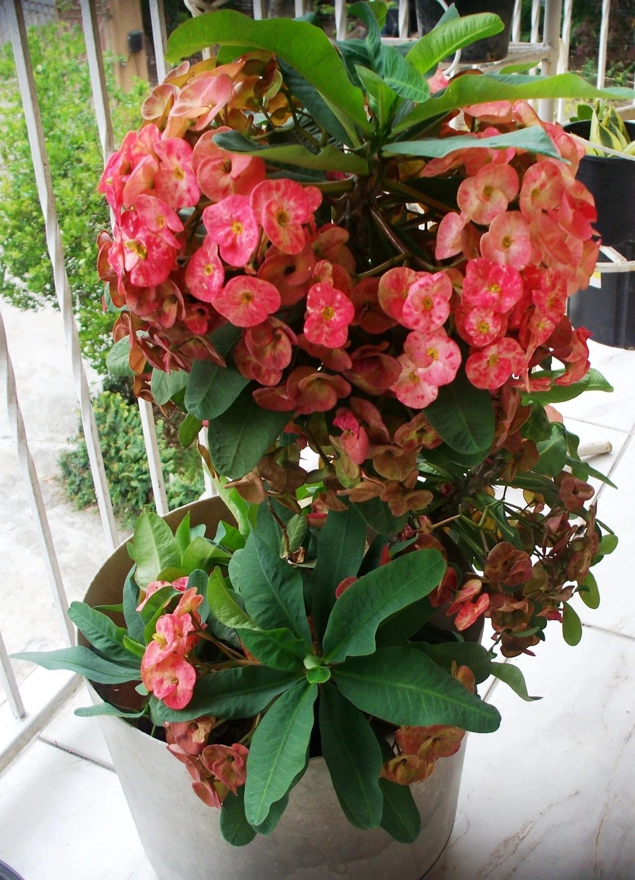 花期超长的几种耐热植物,可以长期观赏的花朵,推荐新手养护|养护|扶桑