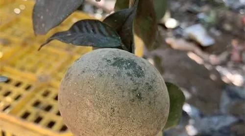 柑橘白癞病发生原因(柑橘白癞病发生原因是什么)