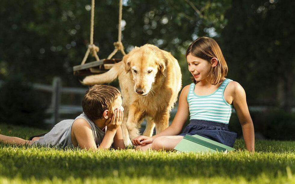 最适合陪伴孩子的8种狗狗第一名不是金毛犬