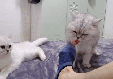 你能品味的历史,酱香味"国脚",猫咪:味道有点咸,齁到了|猫咪|猫|信息