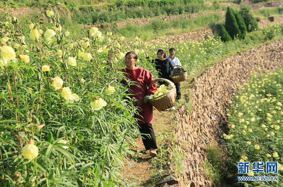 河南汝阳 黄蜀葵花醉乡间 蜀葵花 梯田 十八盘乡 新浪新闻 河南汝阳 黄蜀葵花醉乡间 蜀葵花 梯田 十八盘乡 新浪新闻