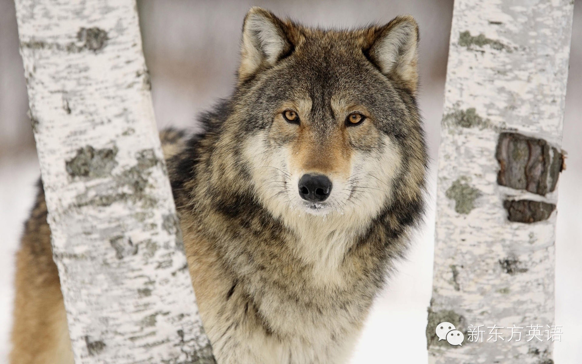 狼图腾主要内容 狼图腾这本书适合孩子们读吗