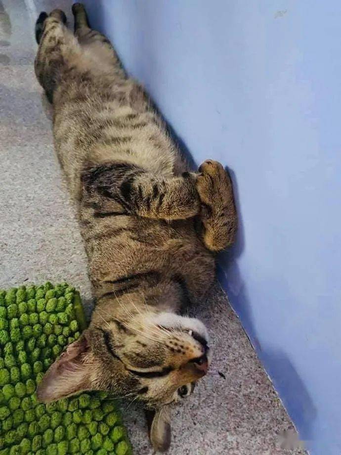 铲屎官家的猫咪,睡觉的时候总是喜欢靠着墙