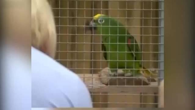 鹦鹉说的英语都比我强百倍高鸟竟在他身边 快送孩子去上学吧