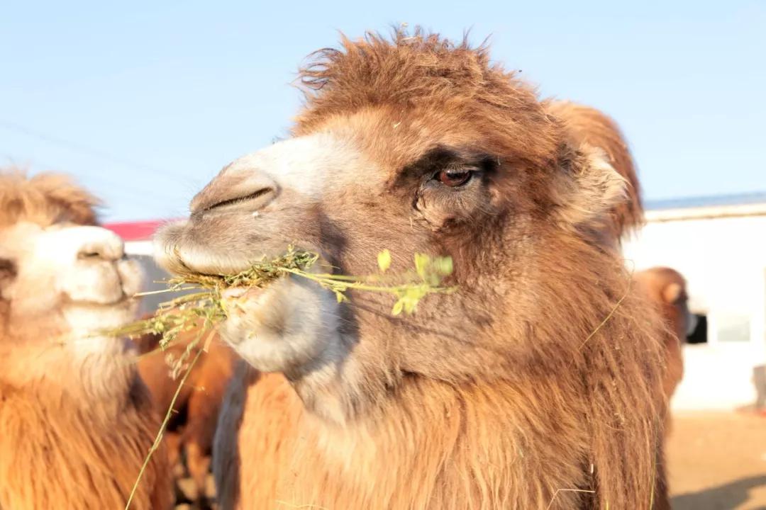 原始黄金科普小课堂骆驼吃仙人掌的时候不会觉得扎嘴吗