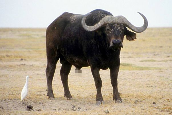 丑牛何时开始享清福特别是1973年的后半辈子是富是穷