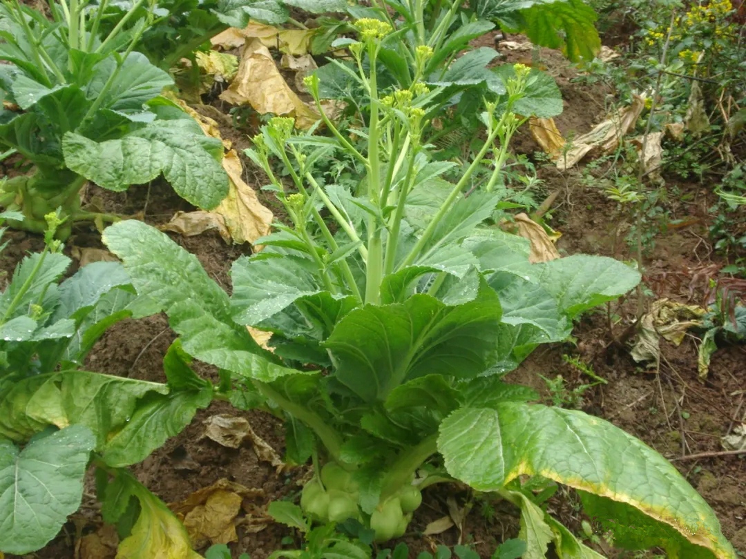 80g的榨菜如何撑起400亿市值?