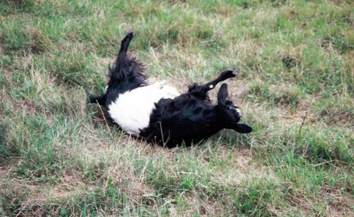 世界上最胆小的动物晕倒羊每周要晕倒20多次售价超级昂贵