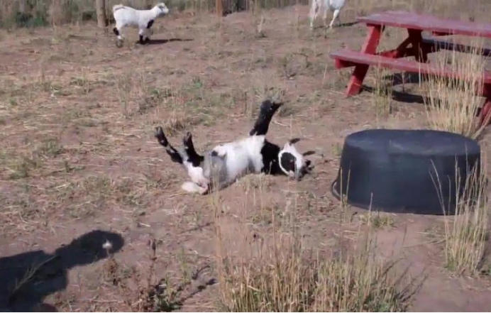 世界上最胆小的动物晕倒羊每周要晕倒20多次售价超级昂贵