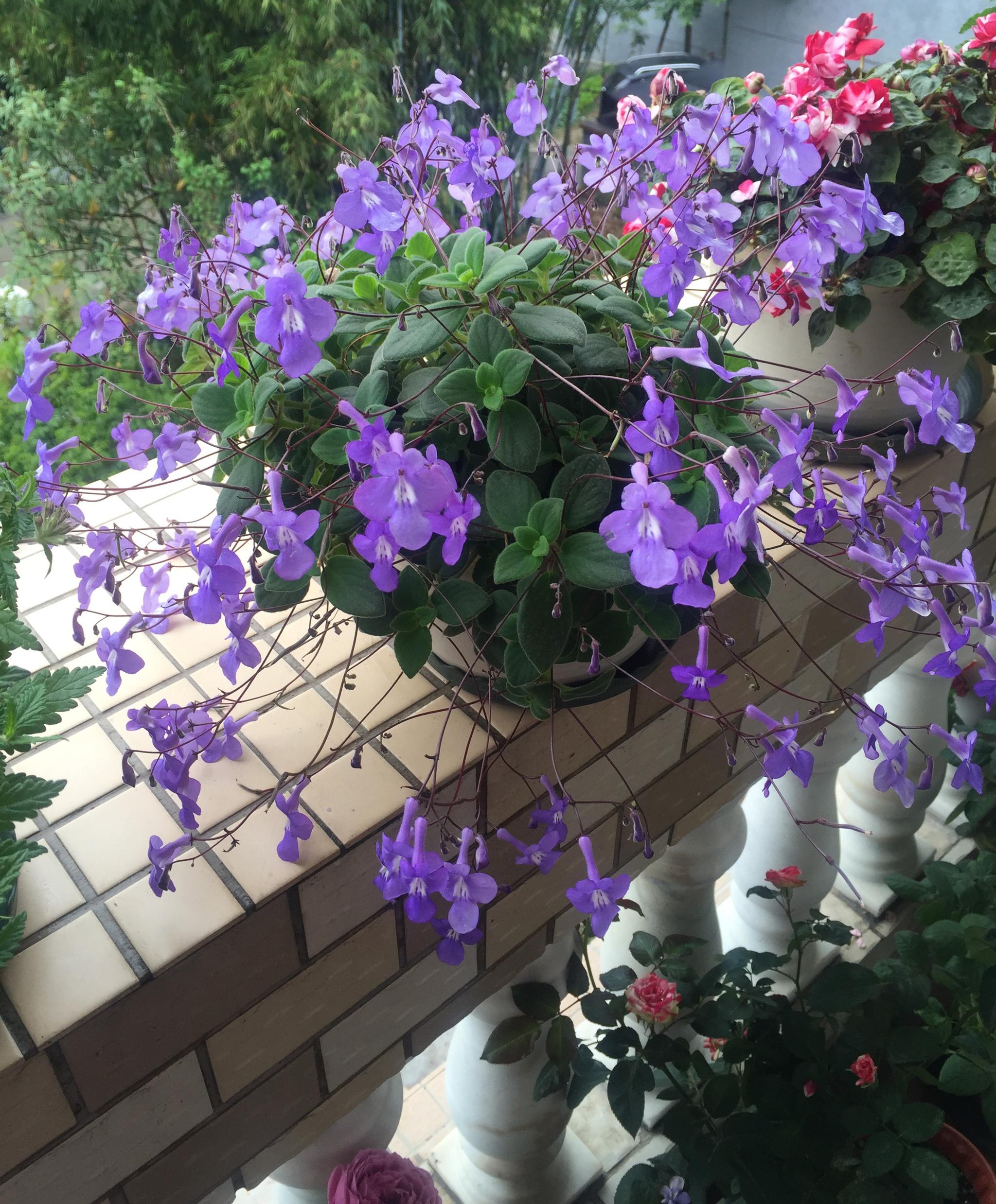 海豚花,室内盆栽"新宠",花叶都漂亮,四季皆花期,好养如绿萝