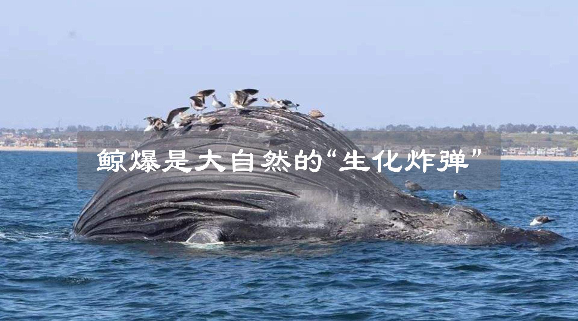 什么是鲸鱼爆炸?迄今为止最有味道的视频!