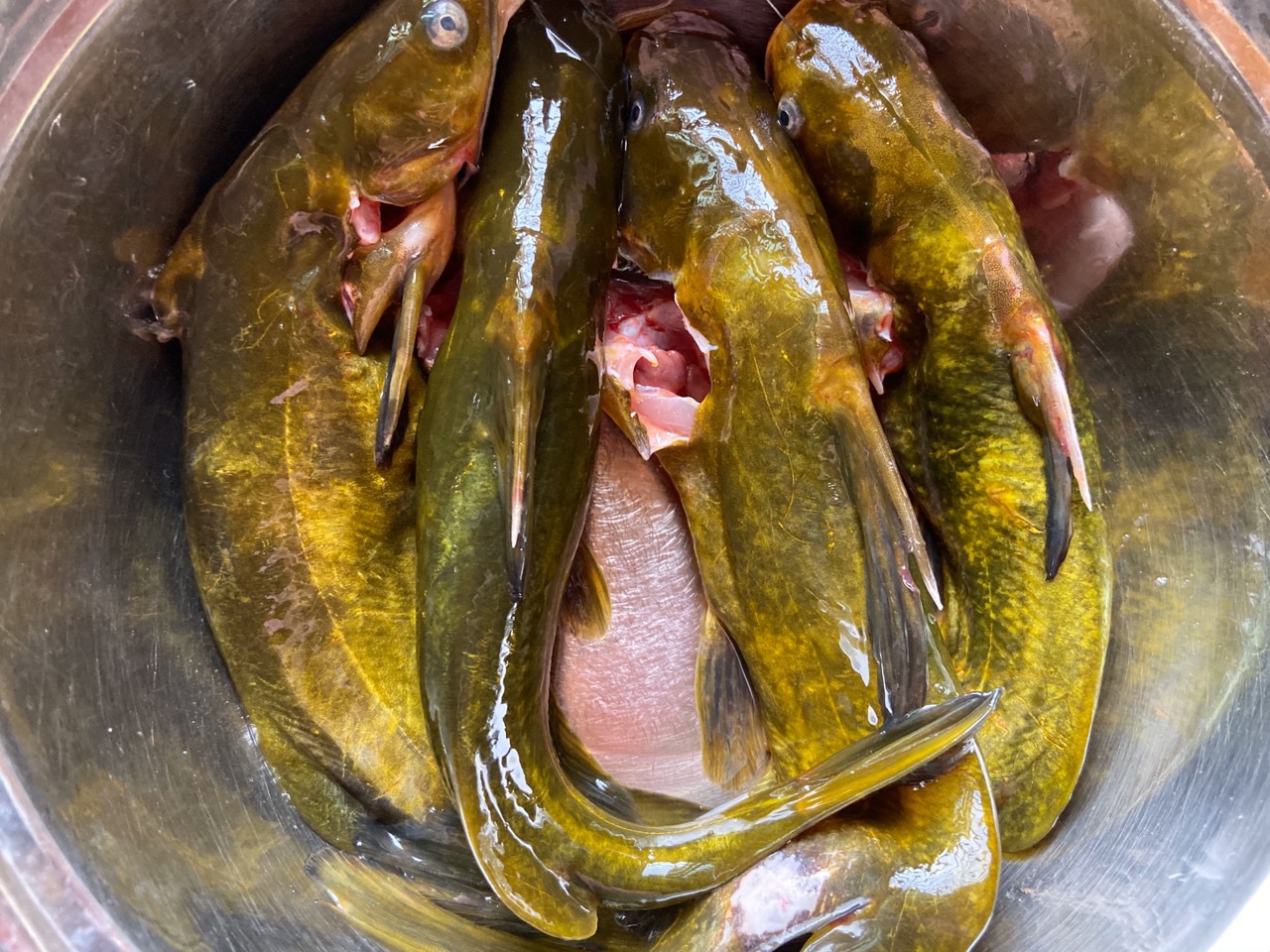 黄辣丁鱼汤现在我们就一起来看看简单美味的黄辣丁鱼汤是怎样制作的吧