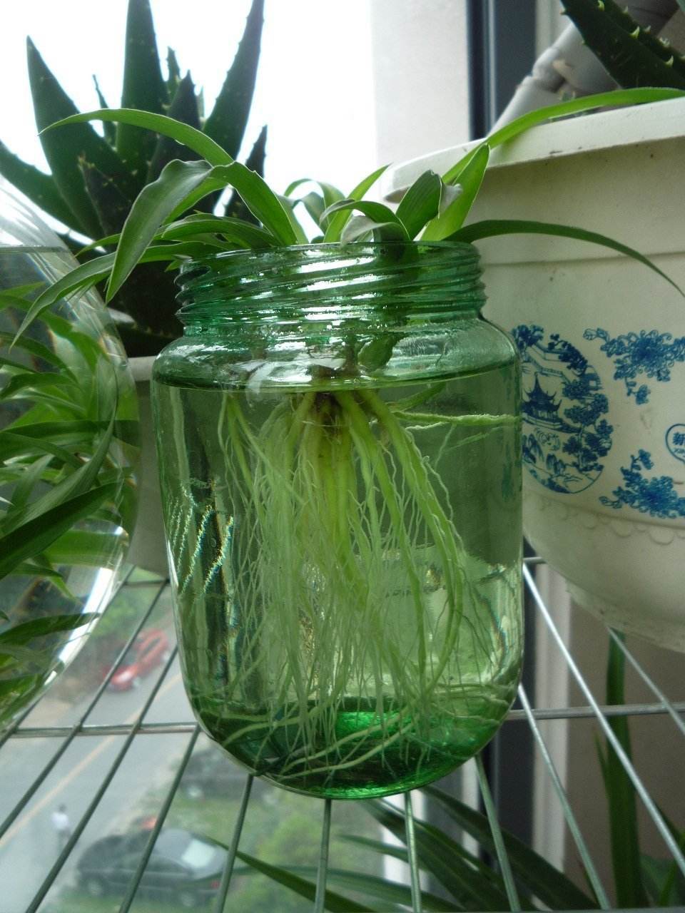 谁说吊兰水培长的慢了?