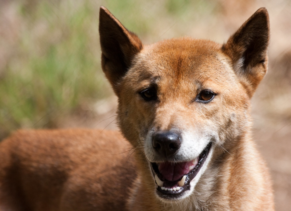 被认为灭绝50年的"唱歌犬"出现了,是什么原因?