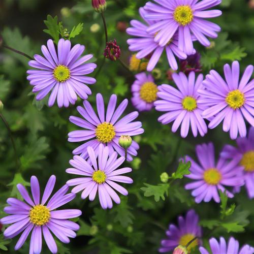 玛格丽特可是爆盆小花新手做好这几点满盆小花十分可爱