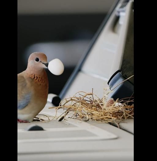 最暖王子迪拜王子宾士车被筑巢不赶走反为鸟妈妈打造专属产房