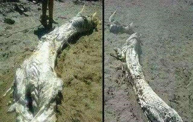 传说中的龙是否真的存在东北老人称见过还捐过5块龙骨