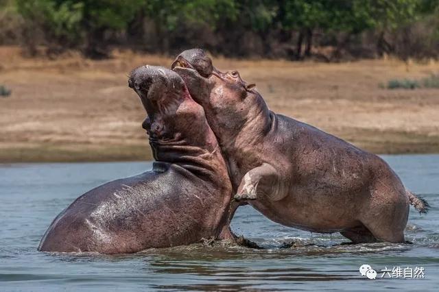 但也容易变得暴躁,甚至能一口咬断人类的小船,这是由于河马有一张特别