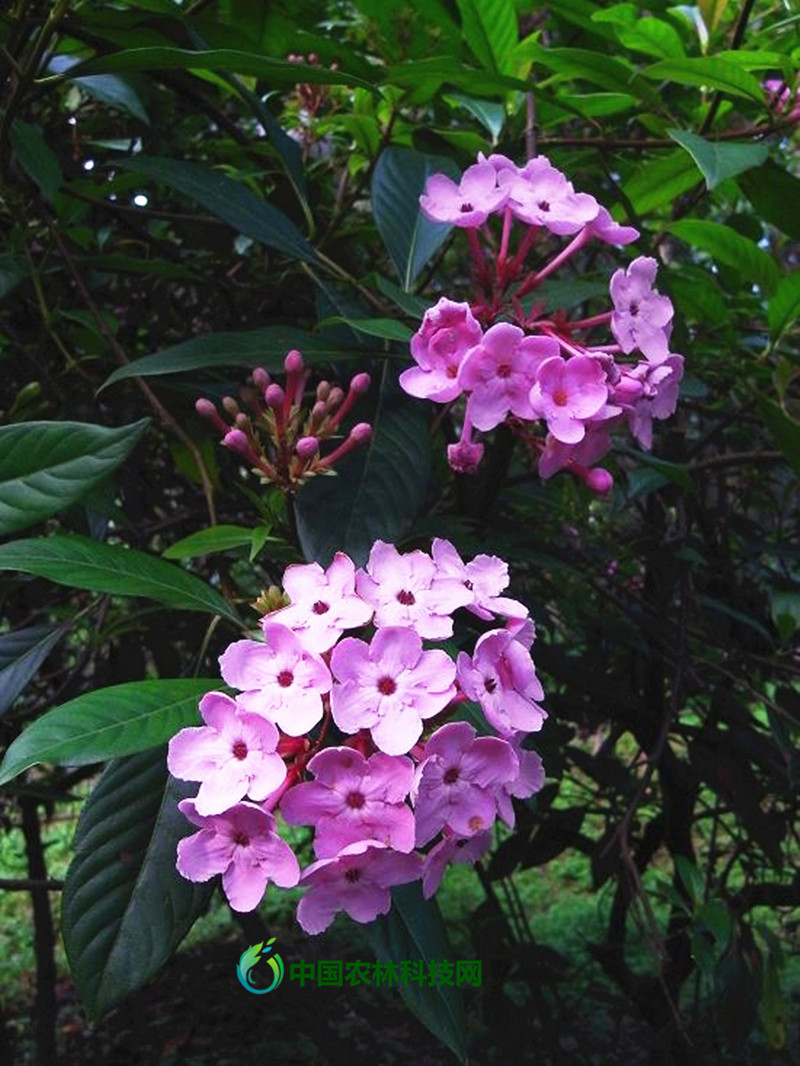 最具有推广前景的夏秋观赏花木——滇丁香|云南|花木|丛植_新浪新闻