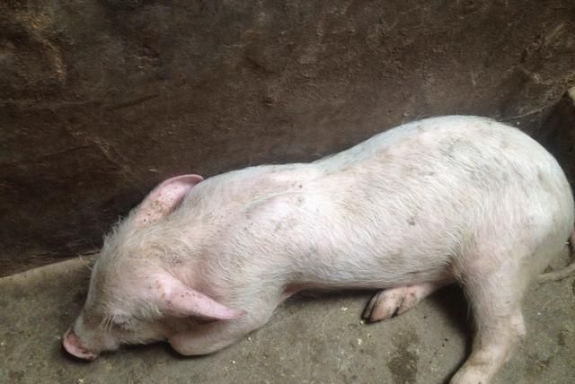 小猪拉白痢怎么办?知道本质原因,才能更好治疗