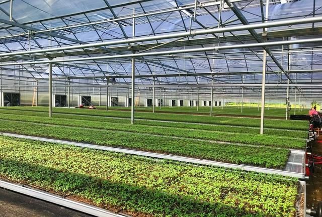苍南灵溪:有了自己的番茄育苗基地 可满足1100亩的番茄种植